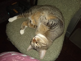 Flopsy Penny A sleeping tabby cat flopped in a U shape, faced up