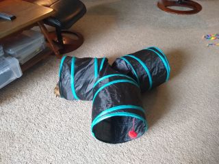 A three-entrance cat tunnel on a carpeted floor: a small bit of cat pokes out of one entrance.