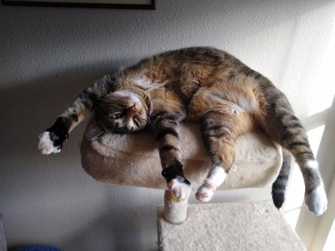 It's a trap! A gray tabby lying twisted on her back, legs out so her tummy is showing